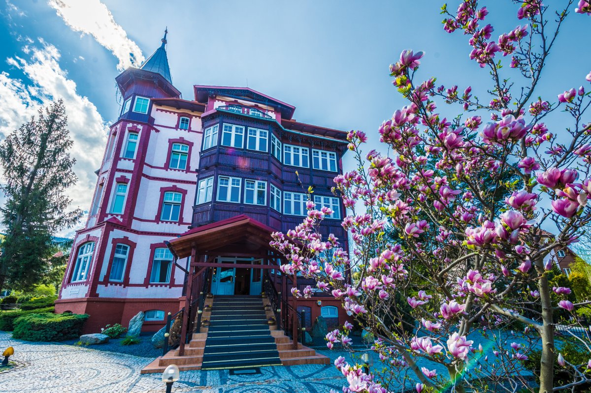 Magnolia III